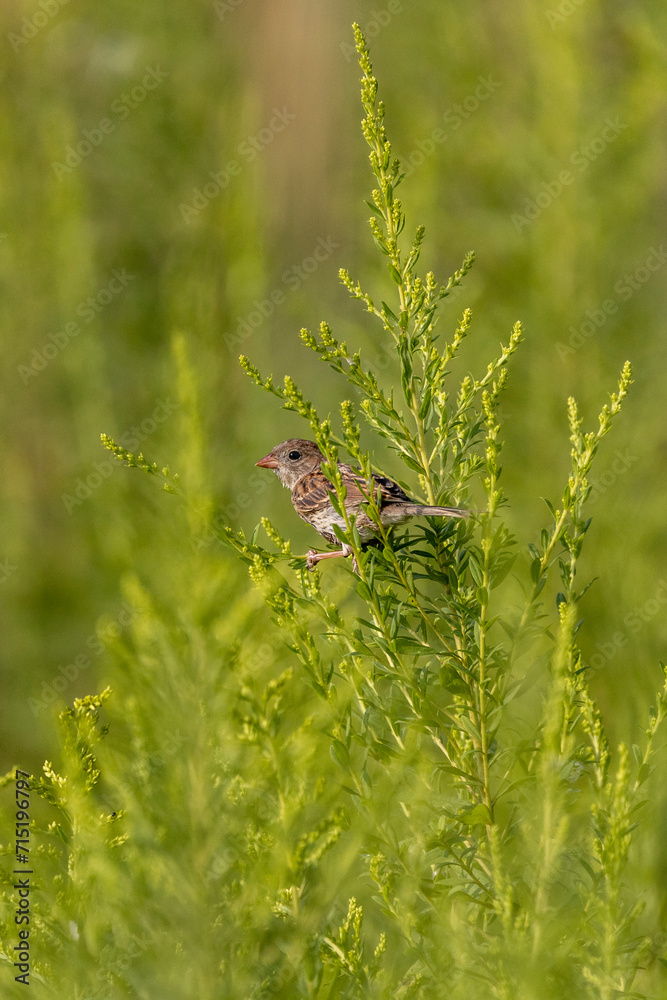 Fototapeta premium Juvenile House Finch resting on a branch in a wild field.