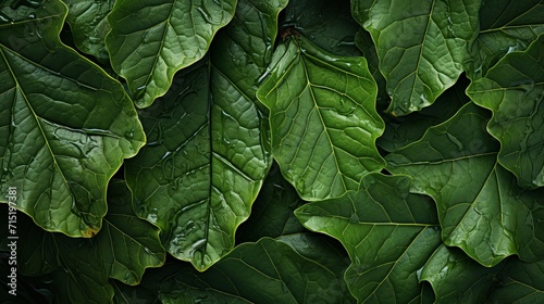 Fresh green leaves nature Background. Top view. photo