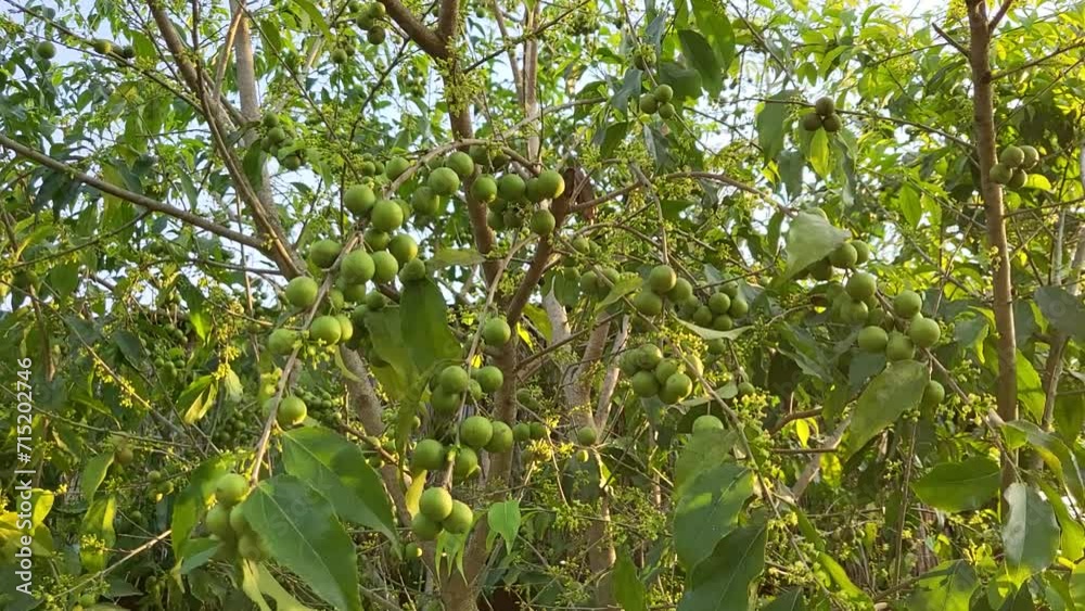 Exotic fruit hanging on the tree. There are some unknown green small fruits like berry hanging from the trees. Exotic fruit hanging on the tree. There are some unknown green small fruits like berry hanging from the trees.