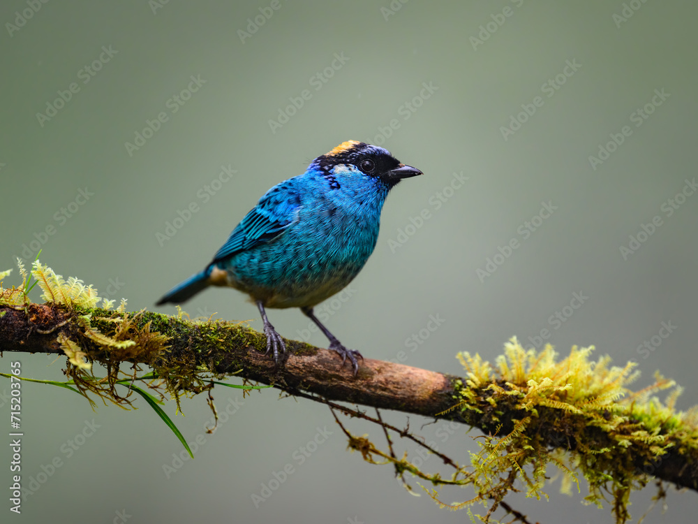 Obraz premium Golden-naped Tanager on mossy stick on green background
