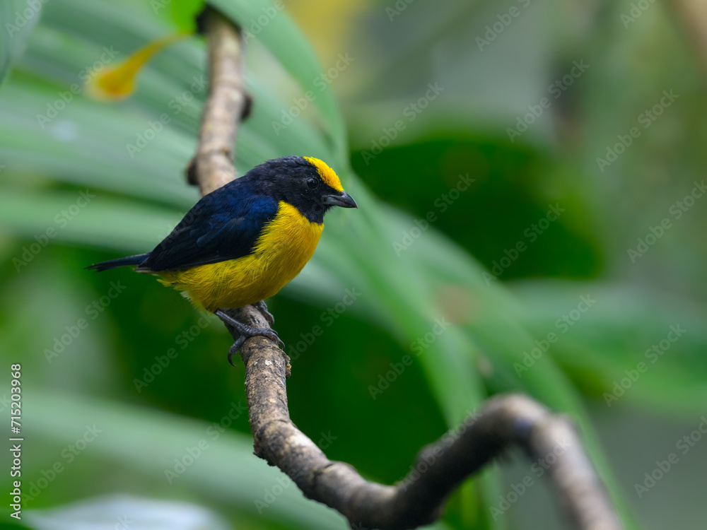 Orange-bellied Euphonia on mossy stick on green background
