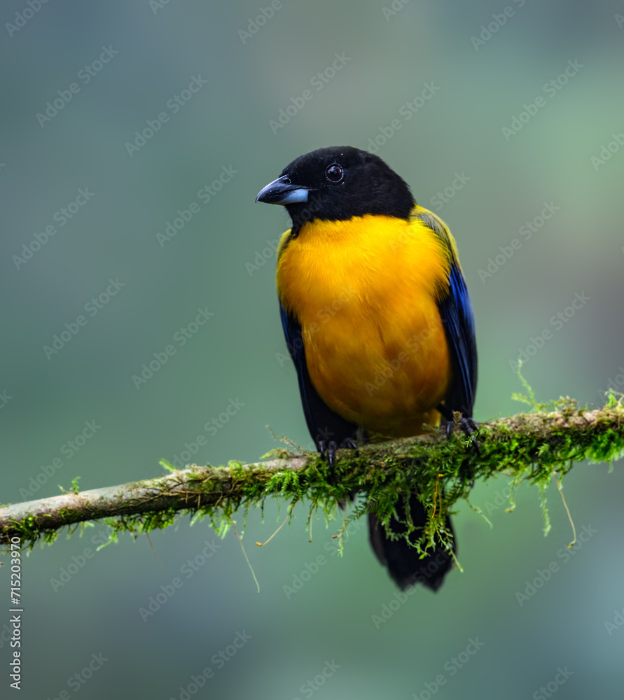 Fototapeta premium Blue-winged Mountain Tanager on mossy stick on green background