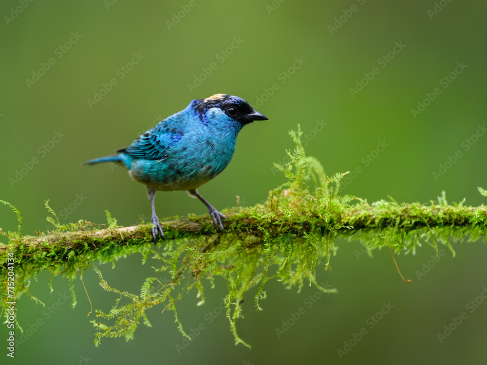 Golden-naped Tanager on mossy stick on green background Golden-naped Tanager on mossy stick on green background