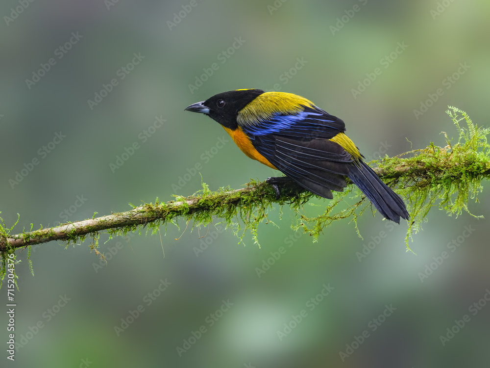 Fototapeta premium Blue-winged Mountain Tanager on mossy stick on green background