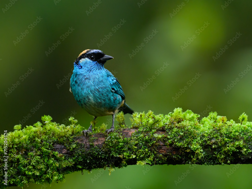 Golden-naped Tanager on mossy stick on green background