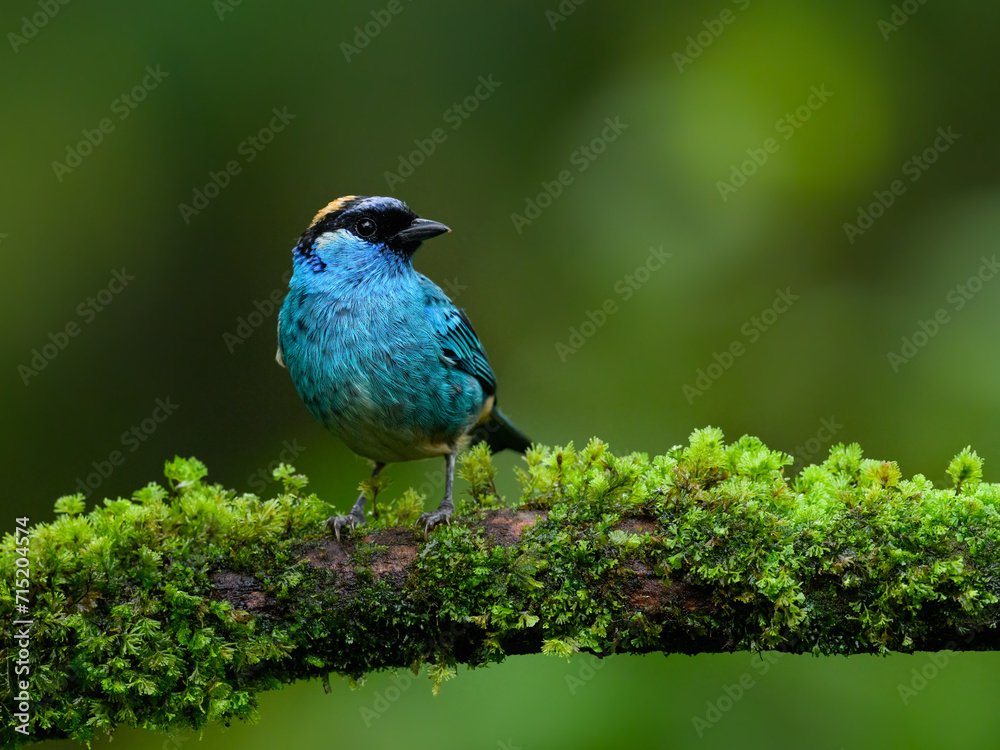 Golden-naped Tanager on mossy stick on green background Golden-naped Tanager on mossy stick on green background