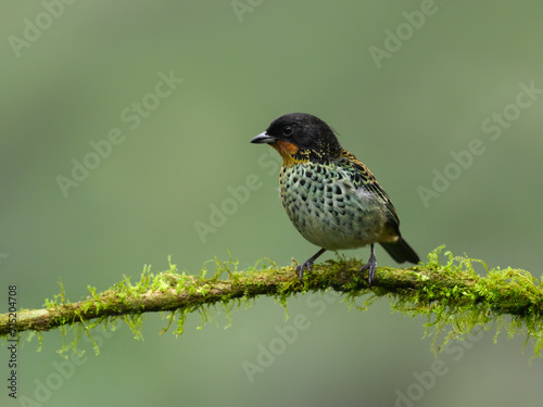 Rufous-throated Tanager on mossy stick against green background