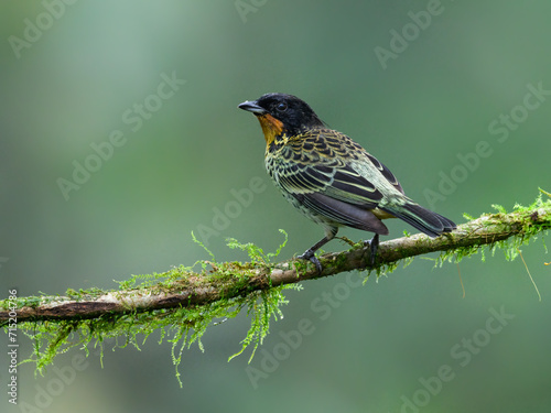 Rufous-throated Tanager on mossy stick against green background