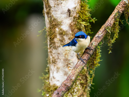 Fawn-breasted Tanager on tree branch in Ecuador