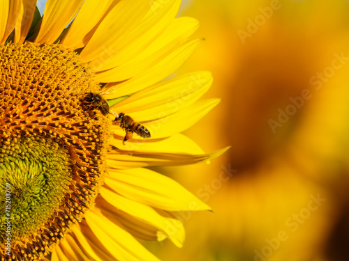 Honey bee collecting pollen at yellow flower. close up © anetlanda