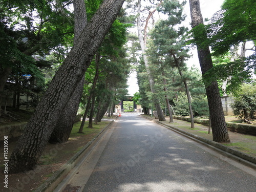 世田谷区の豪徳寺（参道の松並木と山門） photo