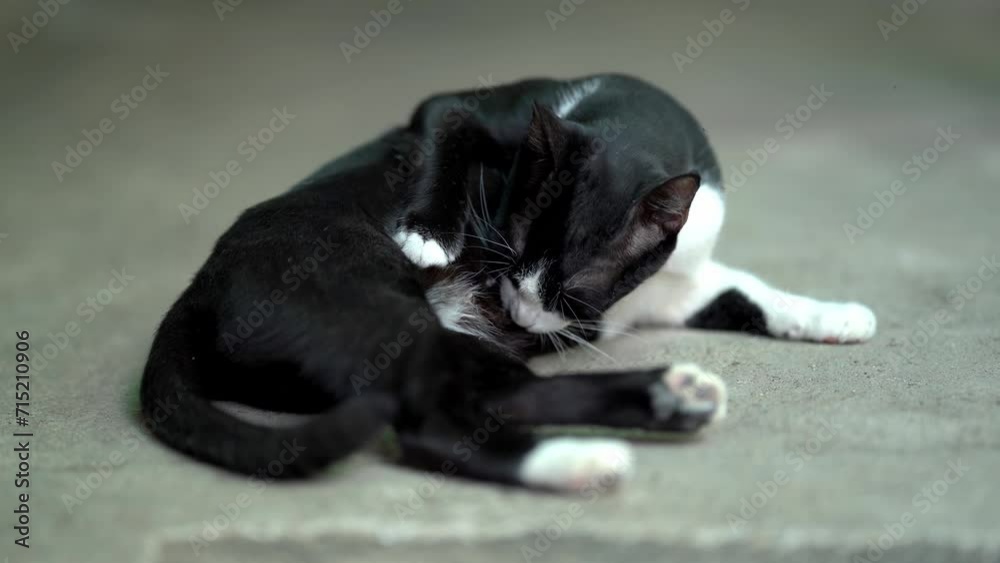 Black cat licks and cleans its fur on the concrete floor.