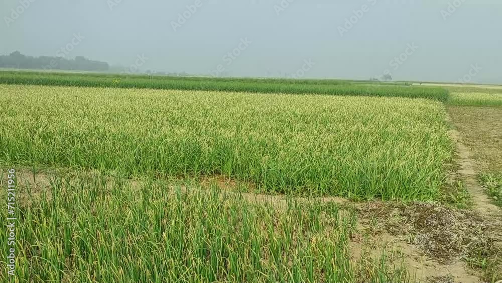 green ONION field green ONION field