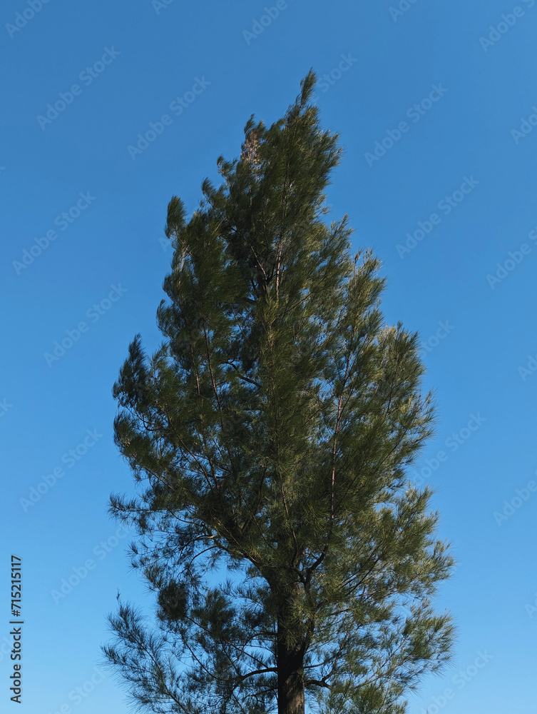 A single, tall tree against a clear blue sky. The tree is lush and green, with its branches and leaves extending upwards and outwards. A single, tall tree against a clear blue sky. The tree is lush and green, with its branches and leaves extending upwards and outwards.