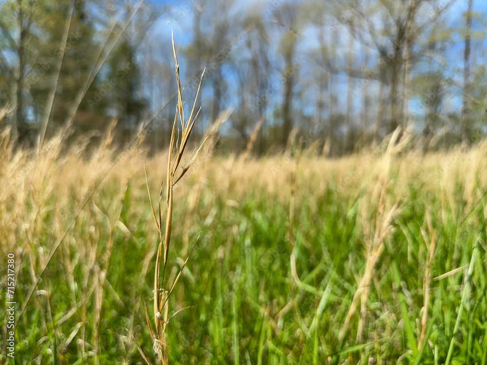 Closeup shot of a field of grass starting to die and turn into hay Closeup shot of a field of grass starting to die and turn into hay