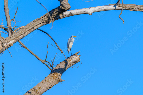 A Great Heron perched in a tree at Point Mouille State Game Area, near Rockwood, Michigan. photo