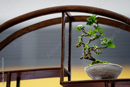 Premna plant miniature bonsai with blur background photo