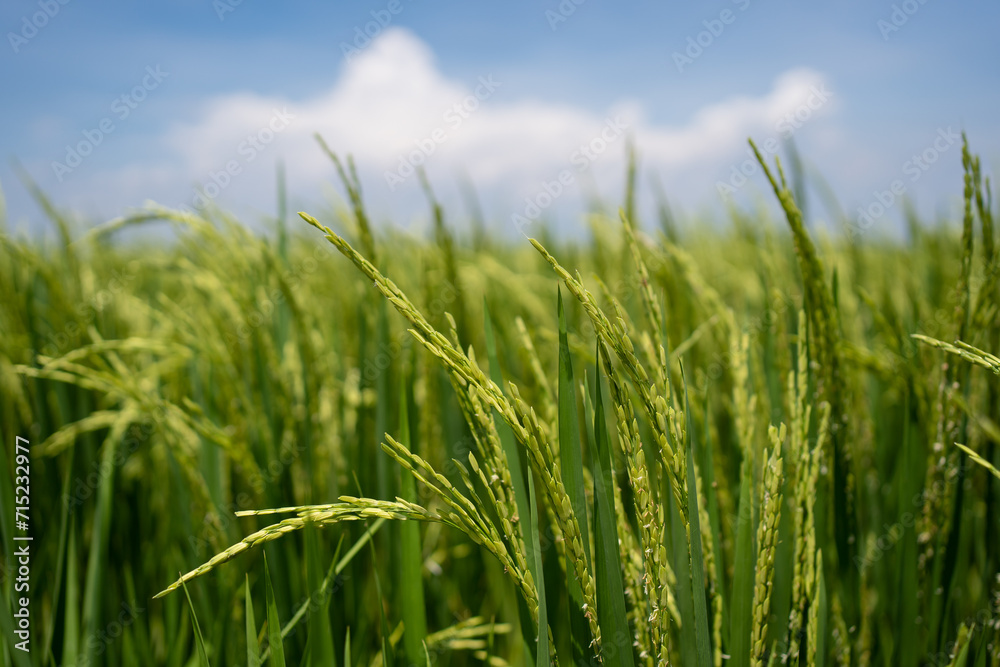 Rice (Oryza sativa) plant close up. Paddy field close up. Rice (Oryza sativa) plant close up. Paddy field close up.