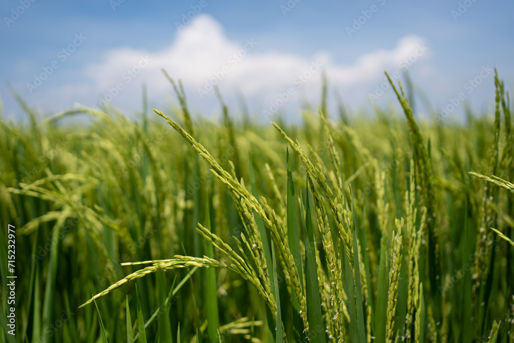 Rice (Oryza sativa) plant close up. Paddy field close up.