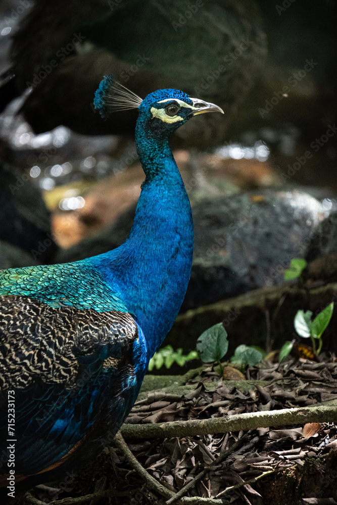 Fototapeta premium Peacock