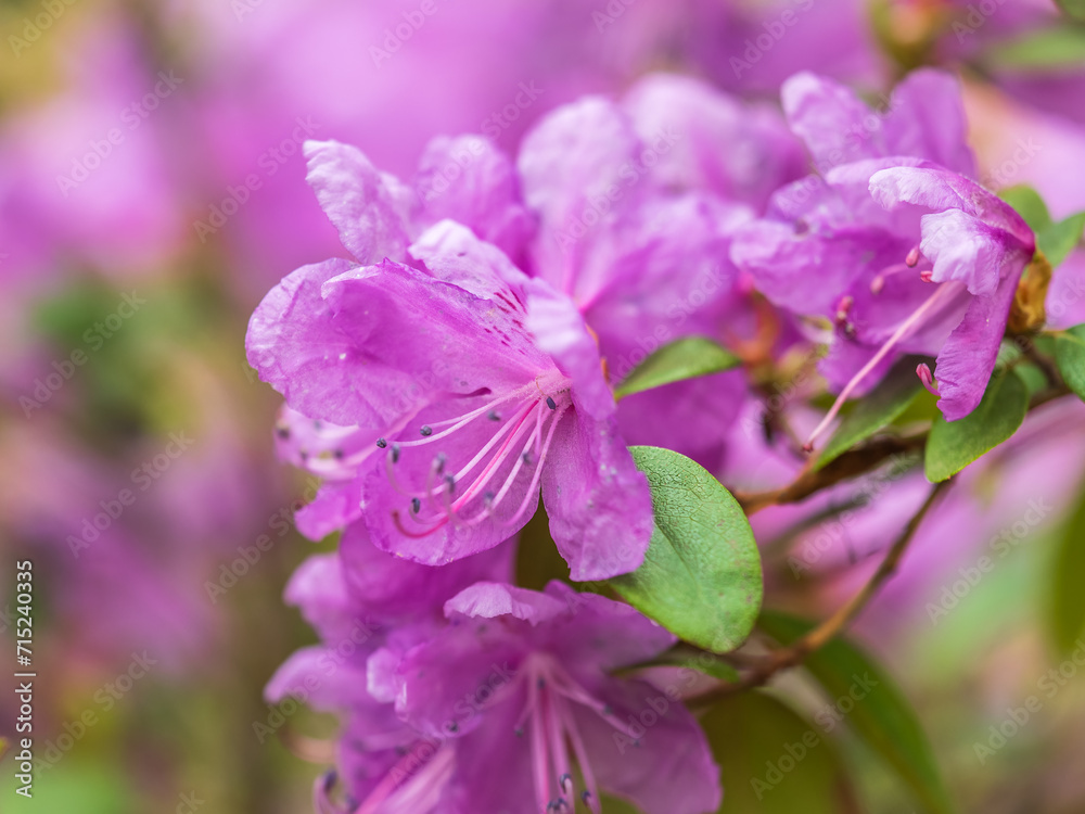 Pink flowers of Siberian rhododendron copy space. Rhododendron dauricum. Spring flowering of Altai rhododendron.