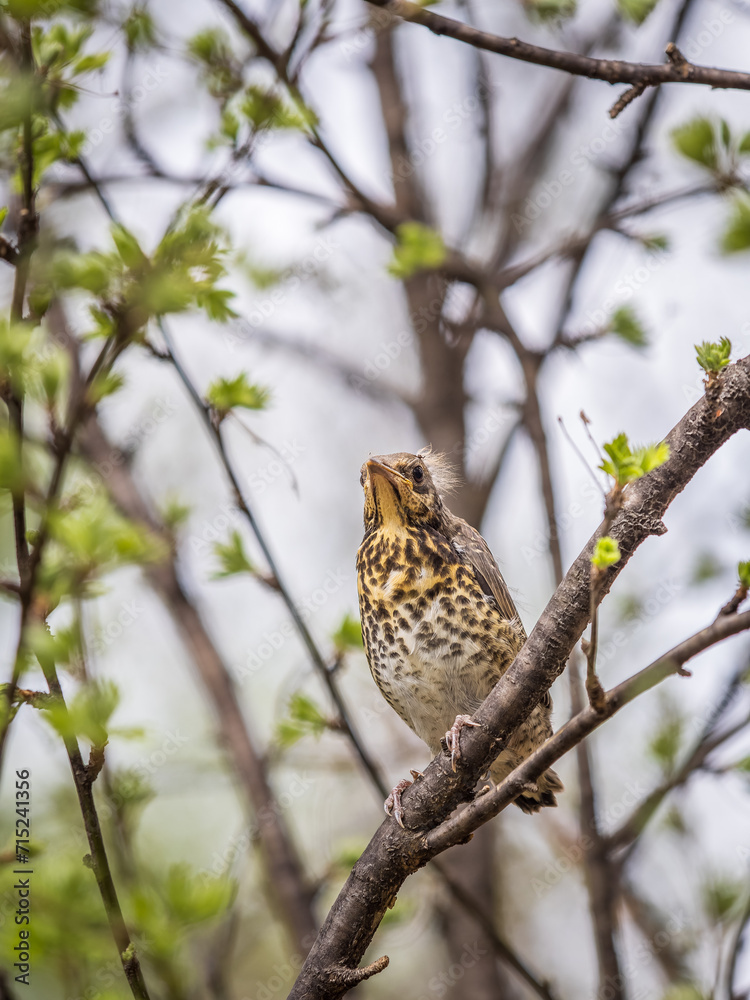 A fieldfare chick, Turdus pilaris, has left the nest and is sitting on a branch. A chick of fieldfare sitting and waiting for a parent on a branch. A fieldfare chick, Turdus pilaris, has left the nest and is sitting on a branch. A chick of fieldfare sitting and waiting for a parent on a branch.