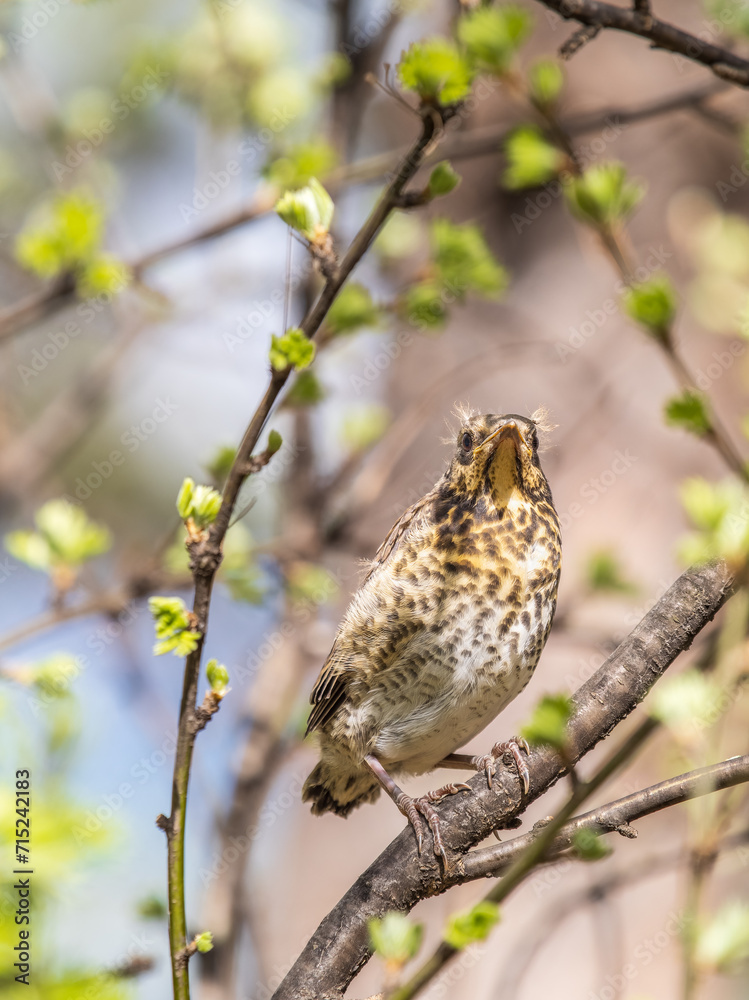 Fototapeta premium A fieldfare chick, Turdus pilaris, has left the nest and is sitting on a branch. A chick of fieldfare sitting and waiting for a parent on a branch.