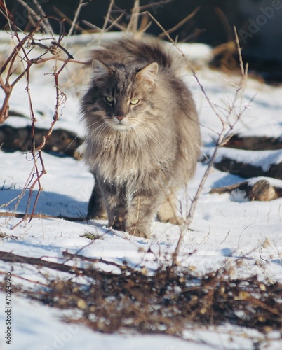 Longhair cat front