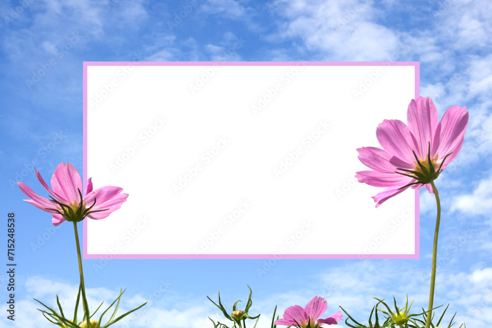 Close-up of a bright purple cosmos flower with a white frame in the center and a bright sky on a png file.