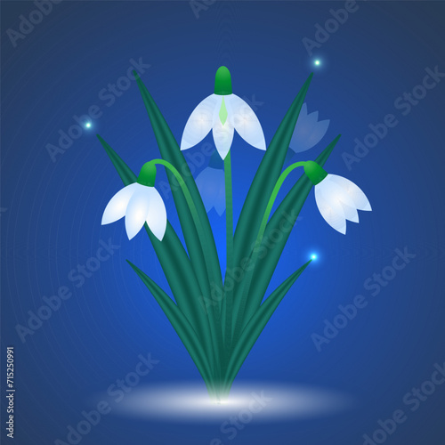 Early first spring flowers snowdrops in snow. Galánthus nivális on blue background. Easter white flowers vector design. Mother's day spring holiday illustration.