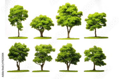 Group of trees on transparent background. 