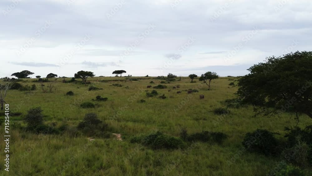 Aerial view flying over a group of elephants on savanna, in cloudy Uganda, Africa Aerial view flying over a group of elephants on savanna, in cloudy Uganda, Africa