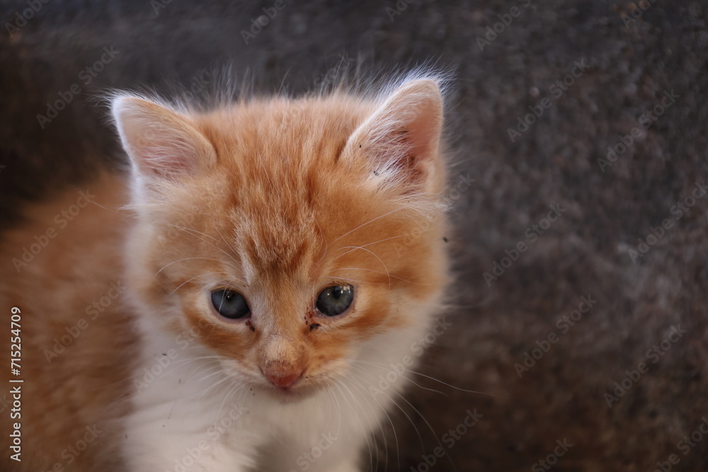 Baby cat Tabby diluted among ruins, ashes, and debris Baby cat Tabby diluted among ruins, ashes, and debris