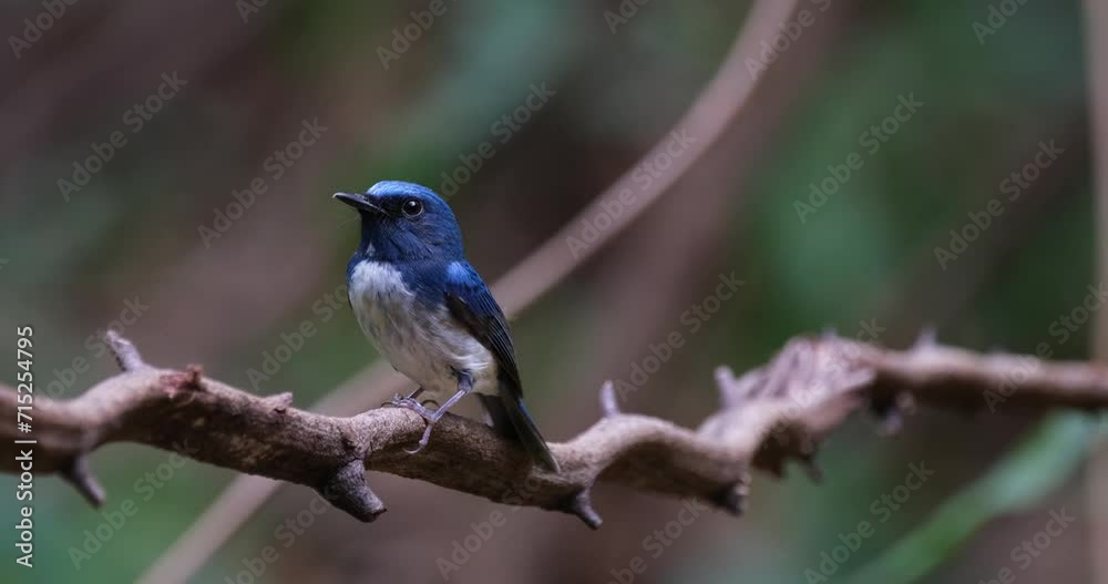 Head tilted then faces to the left as the camera zooms out sliding to the left, Hainan Blue Flycatcher Cyornis hainanus Thailand Head tilted then faces to the left as the camera zooms out sliding to the left, Hainan Blue Flycatcher Cyornis hainanus Thailand