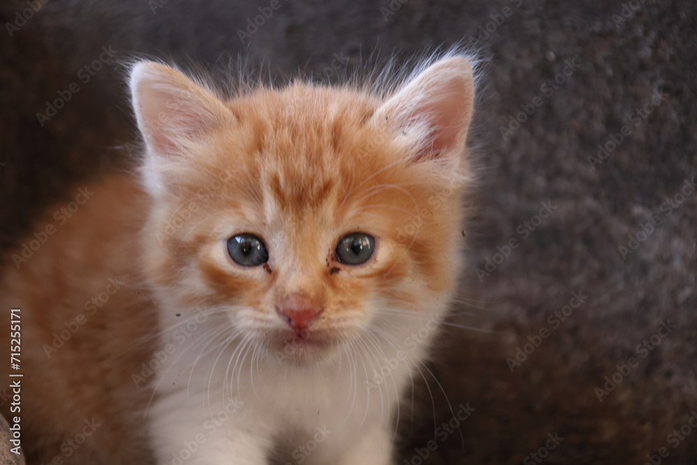 Baby cat Tabby diluted among ruins, ashes, and debris Baby cat Tabby diluted among ruins, ashes, and debris
