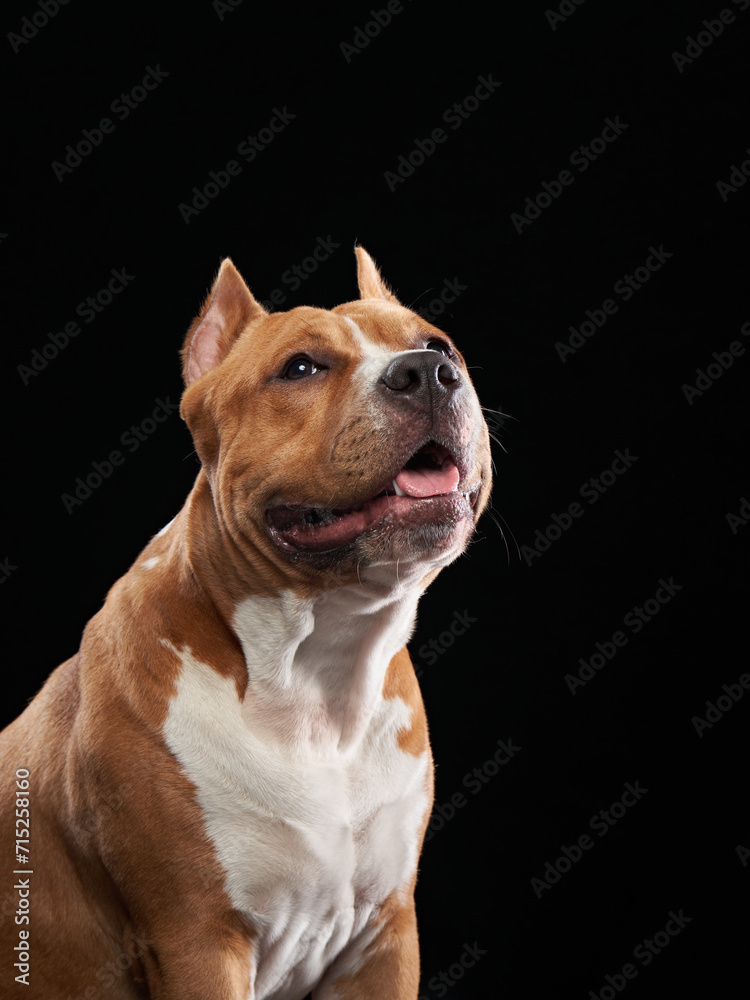 A majestic American Staffordshire Terrier stands proudly, its sturdy stance and attentive expression captured against a stark black background