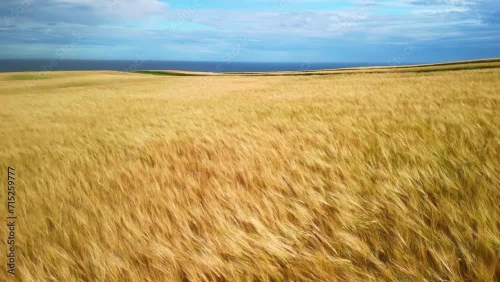 Aerial drone view of wheat fields moving by wind. Farmland crop, agriculture harvest. Isle of Skye in Scotland. Aerial drone view of wheat fields moving by wind. Farmland crop, agriculture harvest. Isle of Skye in Scotland.