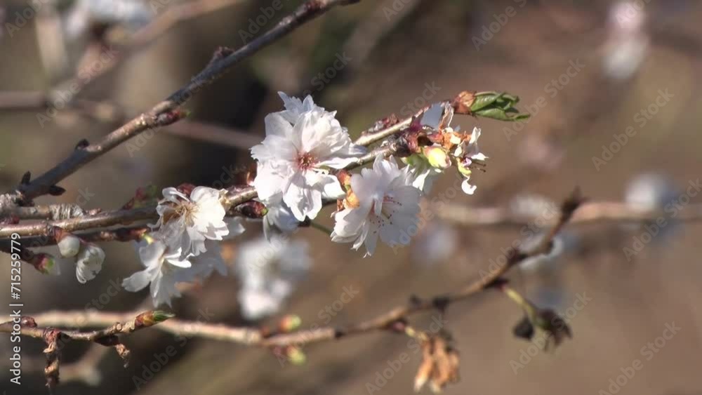 寒桜 冬に咲く桜の花 寒桜 冬に咲く桜の花