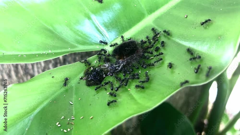 Close up macro view of black ant eating caterpillar carcass on green