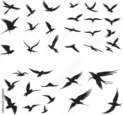 Tern birds flying Set black silhouette 