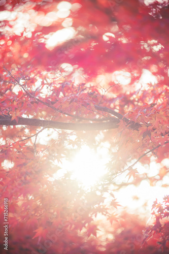 紅葉と夕日 © TRANBARD.inc_piton