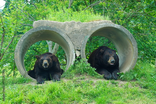 熊、アメリカクロクマ、American black bear