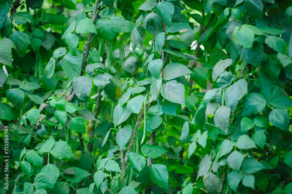 Green Bean grow in garden Green Bean grow in garden