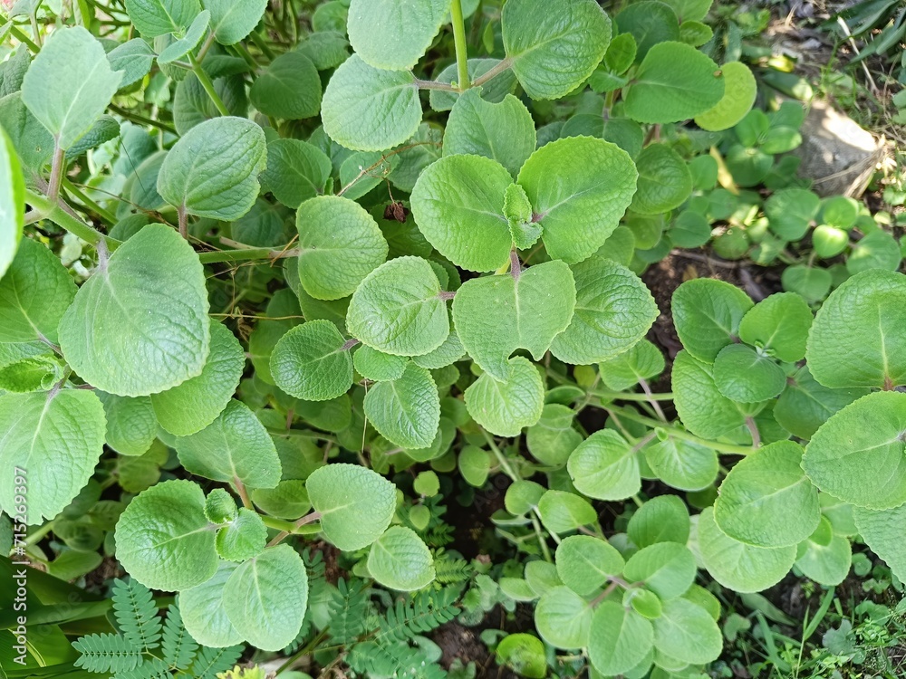 Closeup view of fresh and green leaves on a Ajwain plant Closeup view of fresh and green leaves on a Ajwain plant