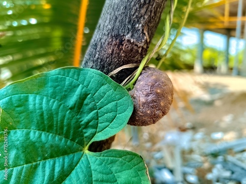 Canvas Print Closeup view and selective focus of fresh air potato on a plant