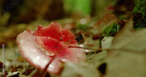 Red russules mushroom with dead leafs