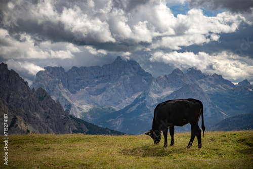 Cos in the Dolomites, grazing on beautiful green meadow. Scenery from Tre Cime. © erika8213