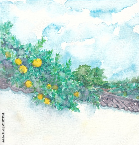 土塀と夏みかん