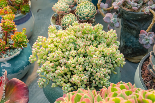Miniature succulent plants decorate in the garden