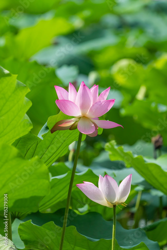 Lotus flower blooming in the pond in summer